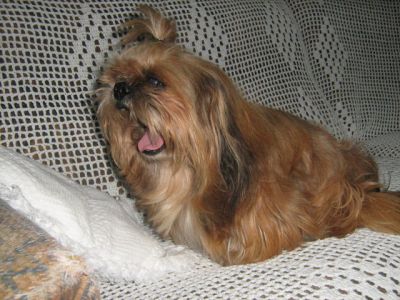 Vendo filhotes de cahorros da raça Shi Tzu