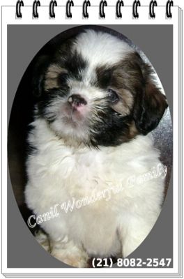 Lhasa Apso Reserva