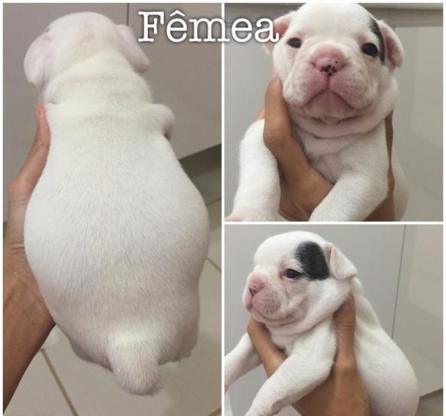 Filhotes bulldog francês akc