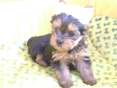 Vendem-se Lindos Filhotes De Yorkshire!!!