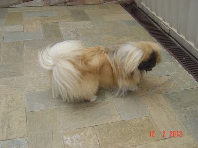 Pequinês - Filhote - macho