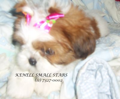 shih-tzu preço inacreditavel macho