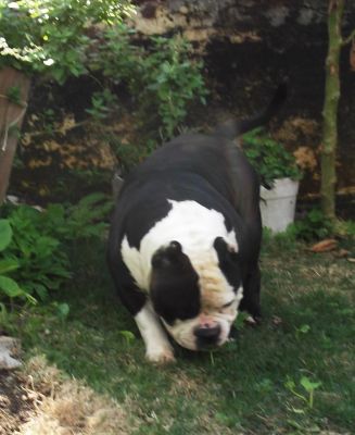 American Bully - PitBully - Bull - Bulldog