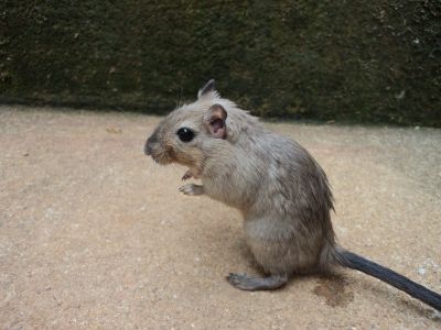 venda de esquilos da mongolia (gerbil)