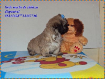 lindos machos de shistzu 