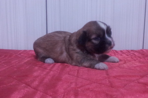 Lindos filhotes de Lhasa Apso