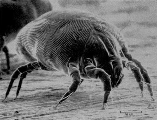 Sanitização Higienização Desinfecção Descontaminação