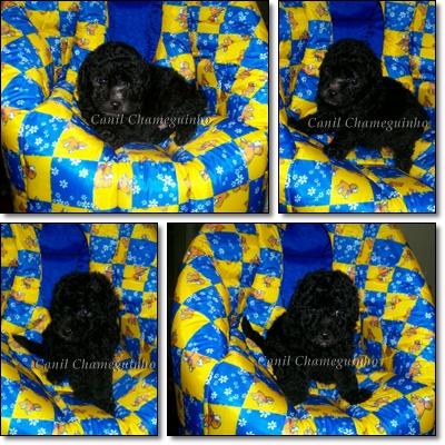 Shih-Tzu - Lhasa Apso - Poodle - Maltês