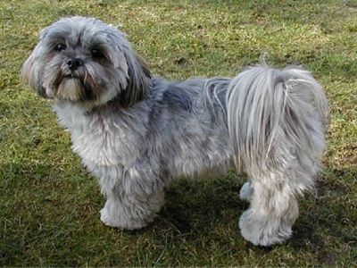 Dog Walker - Caminhador de Cães