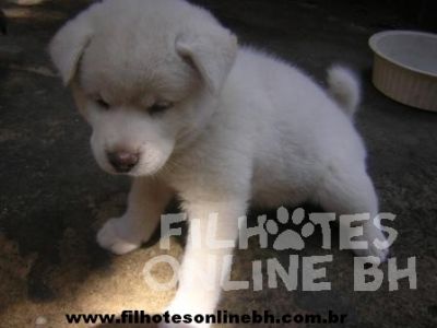 Akita Canil Filhotes On Line BH