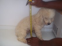 poodle toyzinhos machos e femeas