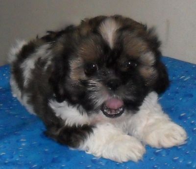 Cachorros, filhotes, raça, shih tzu, Porto Alegre,