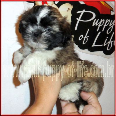 Canil- vd filhotes shih tzu