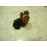 YORK MINI EM BH?É AQUI NO CANIL  BHZ! 3197137484/25315075