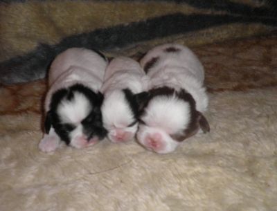 Filhotes de Lhasa Apso