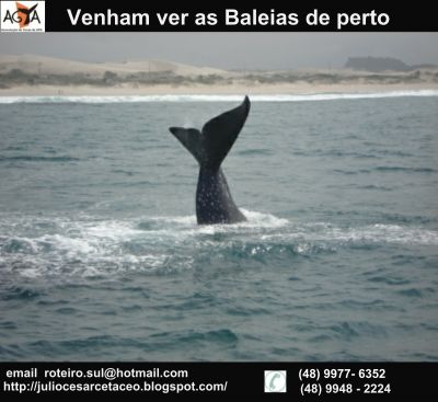 Turismo de Observação de Baleias