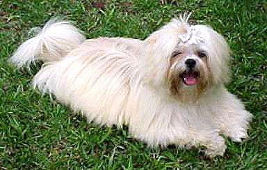 Lhasa Apso Fêmea Adulta