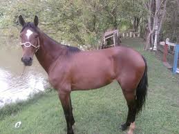 Égua Mangalarga mineira Marchador com potro.