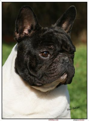 Buldogue Frances filhotes