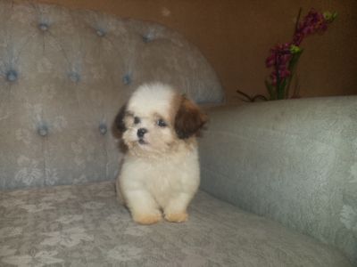 VENDO LINDOS FILHOTES DE VARIAS RAÇAS E PREÇOS 4361-8917 OU 7694-5581