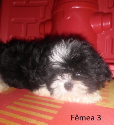 Filhote de Lhasa Apso - Promoção