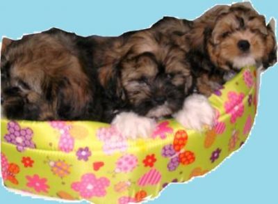 Lindos, Filhotes, Lhasa Apso, Porto Alegre,