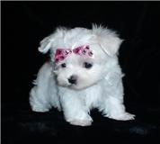 Filhotes de Maltês Micrissimos pronta Entrega