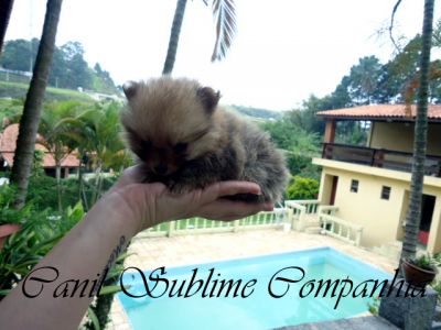 Spitz Alemão / Lulu da Pomerania - Filhotes com Pedigree a venda