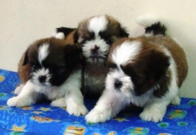 Filhote, shih tzu, Porto Alegre, Pet Shop,