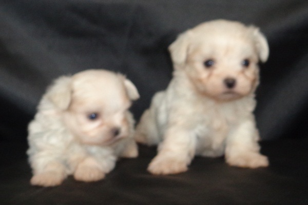 Filhote macho de Maltês micro