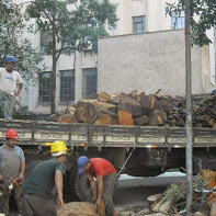 Corte e poda de arvores jardinagem e paisagismos