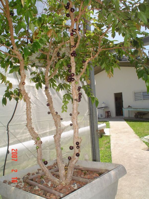 Mudas Frutiferas e Ornamentais em Geral