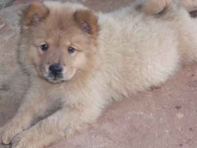 filhotes de chow chow 100% puro disponíveis 