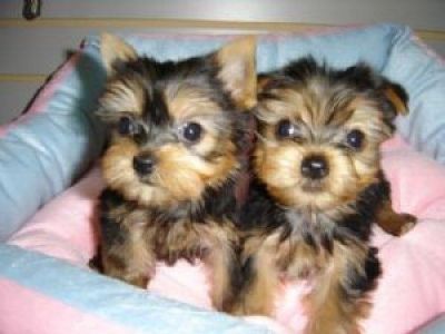 Goldies Yorkshire Terrier, Yorkie cachorros AKC PARA ADOPCIÓN