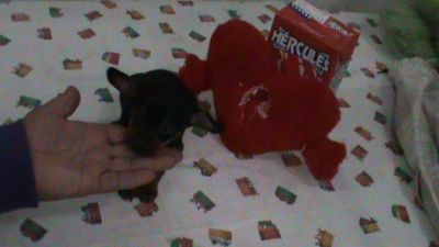 PINCHER MICRO EM 10X SEM JUROS NO CARTÃO