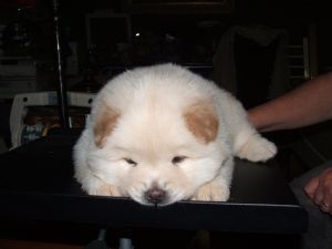 Amar Chow cachorro gratis adopción chow.