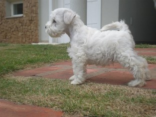 Canil Especilizado em SCHNAZUER BRANCO - Temos os mais belos filhotes !!