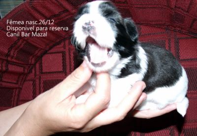 Filhotes de shih tzu