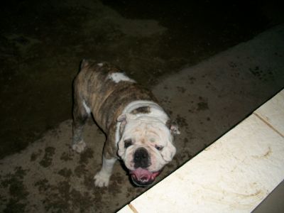 FILHOTE MACHO DE BULLDOG INGLÊS