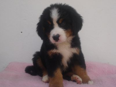 LINDOS FILHOTES DE BOIADEIRO BERNESE