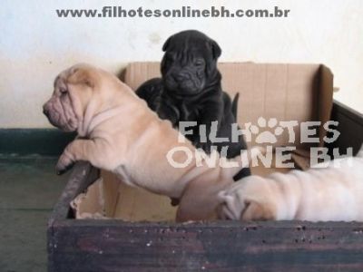 Sharpei - Canil Filhotes On Line BH
