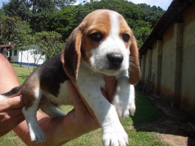 Beagle Mini 13 polegadas