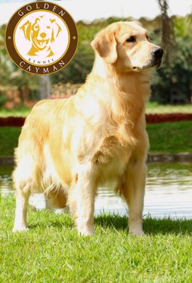 Filhote fêmea de Golden Retriever - CBKC