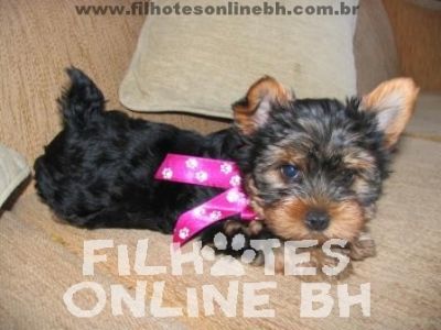 Yorkshire  - Canil Filhotes On Line BH