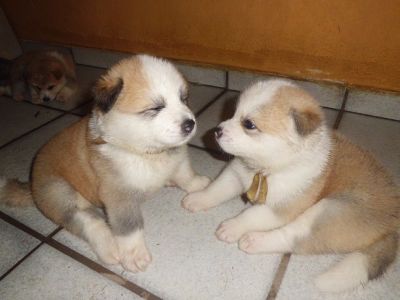 AKITA INU