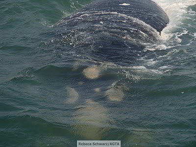 Turismo de Observação de Baleias