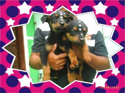 Filhotes de Rottweiler Porte  Europeu