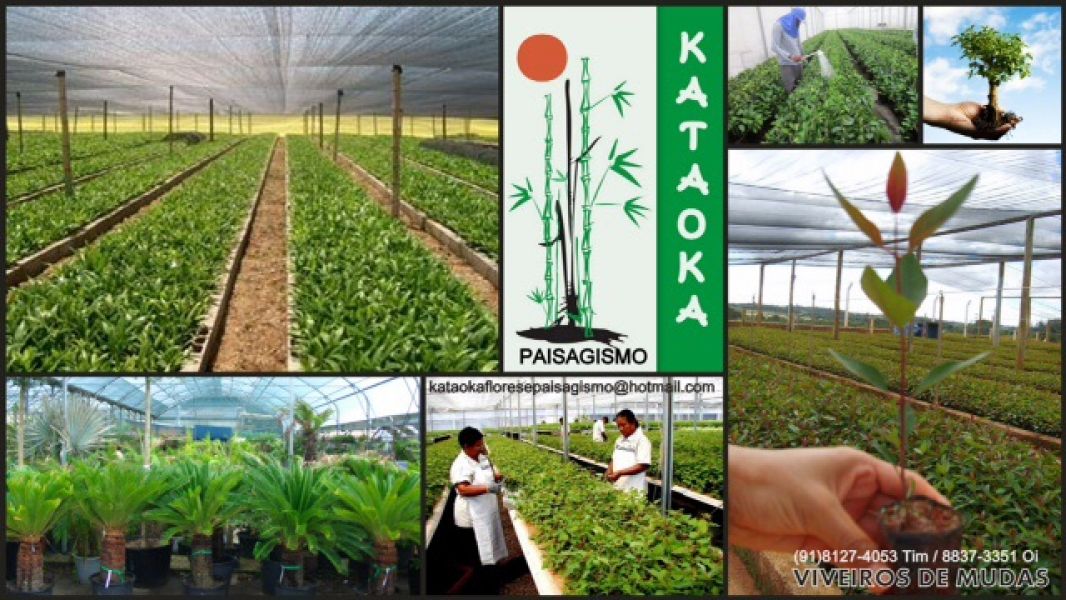 Grama Esmeralda, Direto do Produtor