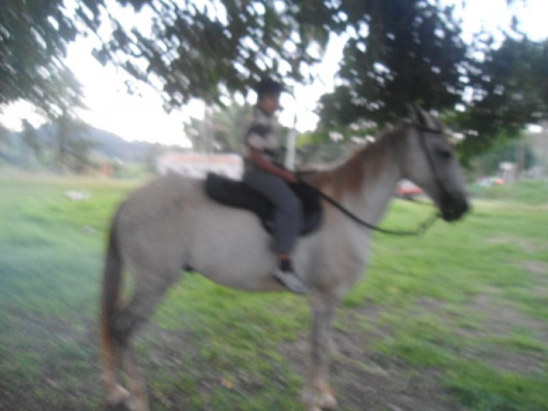 Cavalo andaluz 3.000,00