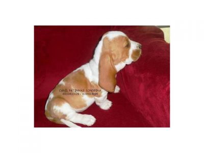 BASSET HOUND - FILHOTES MACHOS